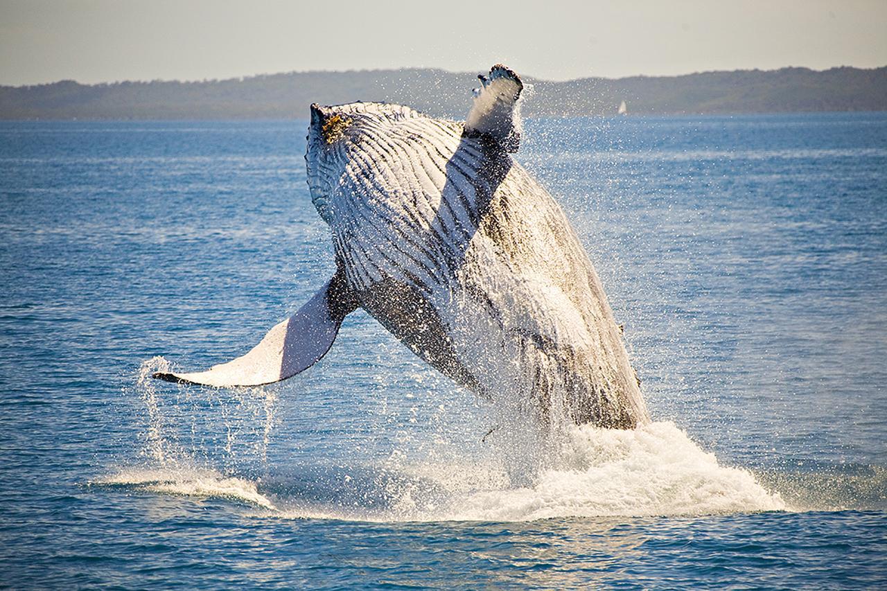 Ingenia Holidays Hervey Bay Eksteriør bilde